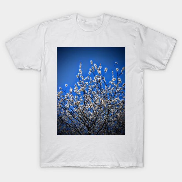 Apple Blossoms in May T-Shirt by threeblackdots